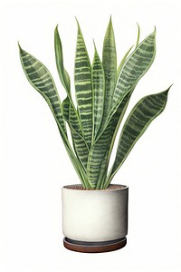 Snake plant leaf vase white background. 