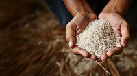 Hands holding rice agriculture accessories midsection. AI generated Image by rawpixel.