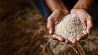 Hands holding rice agriculture accessories midsection. 