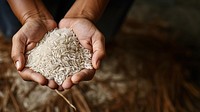 Hands holding rice agriculture accessories harvesting. 