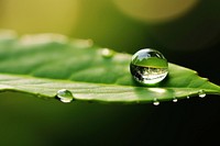 Water droplet plant green leaf. 