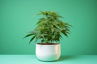 Marijuana therapy plant houseplant flowerpot. 