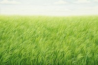 Green field agriculture backgrounds outdoors. 