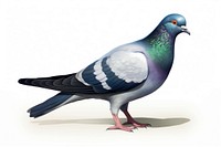 Pigeon animal bird wildlife. AI generated Image by rawpixel.