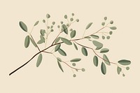 Eucalyptus sketch plant leaf. AI generated Image by rawpixel.