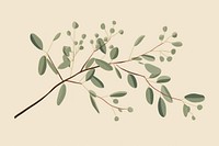 Eucalyptus sketch plant leaf. 