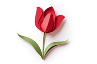 Tulip flower petal plant. 