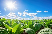 Organic vegetable farm sky outdoors nature. 