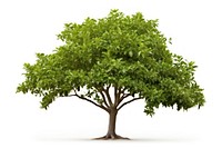 Bonsai plant tree leaf. AI generated Image by rawpixel.