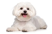 Maltese dog mammal animal puppy. 