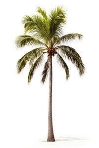 Plant tree tranquility arecaceae. AI generated Image by rawpixel.