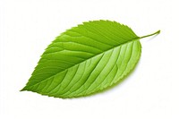 Plant leaf freshness nature. 