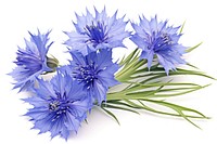 Cornflower petal plant white background. AI generated Image by rawpixel.