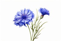 Cornflower plant white background inflorescence. AI generated Image by rawpixel.