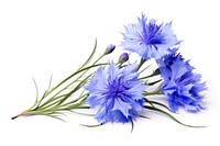 Cornflower blossom plant white background. AI generated Image by rawpixel.