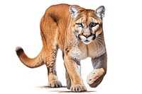 Cougar wildlife animal mammal. AI generated Image by rawpixel.