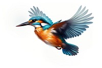 Kingfisher animal flying bird. 