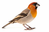 Sparrow animal beak bird. AI generated Image by rawpixel.