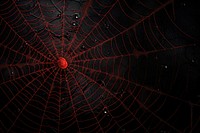 Spider backgrounds arachnid invertebrate. AI generated Image by rawpixel.