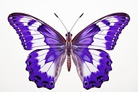 Butterfly purple animal insect. AI generated Image by rawpixel.