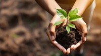 Hand holding small tree planting soil gardening. 