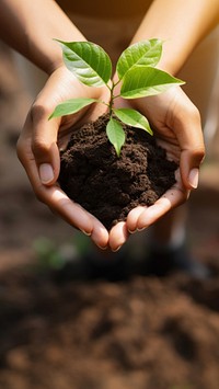 Hand holding small tree gardening planting outdoors. 