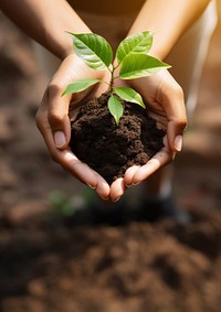 Hand holding small tree gardening planting outdoors. 