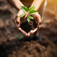 Hand holding small tree planting soil gardening. 