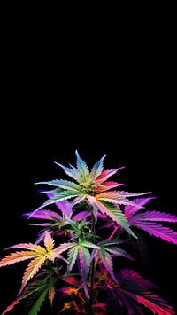 Cannabis purple plant leaf. 