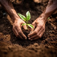 Hands planting gardening outdoors nature. 