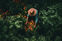 Harvesting vegetable gardening plant. 