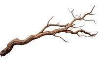 Tree wood driftwood cracked. AI generated Image by rawpixel.