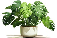 Plant leaf houseplant freshness. 