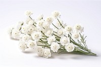Pearly Everlasting flower plant petal. AI generated Image by rawpixel.