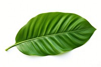 Tropical leaves nature plant green. AI generated Image by rawpixel.
