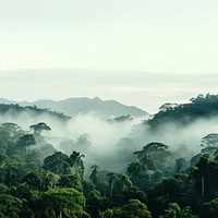 Photo of Amazon rainforest. 