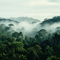 Photo of Amazon rainforest. AI generated Image by rawpixel.