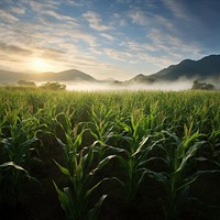 Field agriculture landscape grassland. 