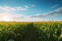 Field sky landscape outdoors. 