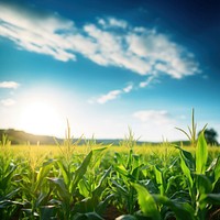 Summer field sky agriculture. 