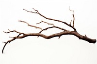 Tree wood driftwood branch. AI generated Image by rawpixel.