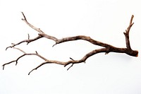 Wood branch antler tree. AI generated Image by rawpixel.