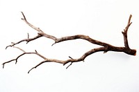 Wood branch antler tree. 