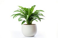 Pot plant leaf vase white background. 