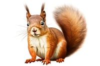 Red Squirrel squirrel rodent mammal. AI generated Image by rawpixel.