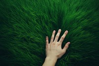 Grass green hand touching. 