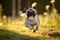 Happy Pug dog pug outdoors running. AI generated Image by rawpixel.