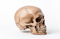 Human skull white background anthropology sculpture. 