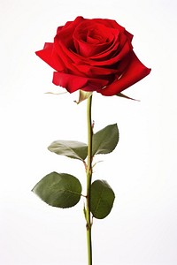 Red rose flower plant white background. 