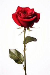 Red rose flower plant white background. AI generated Image by rawpixel.